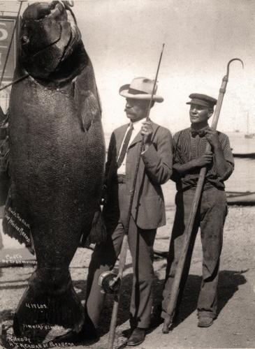 sea-bass-1895